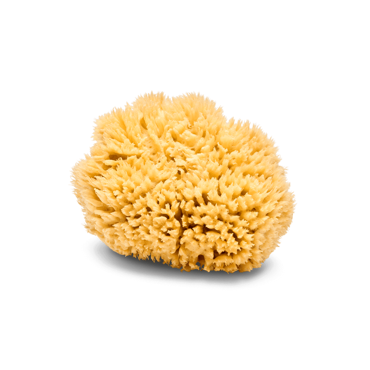 Natural Sea Sponge