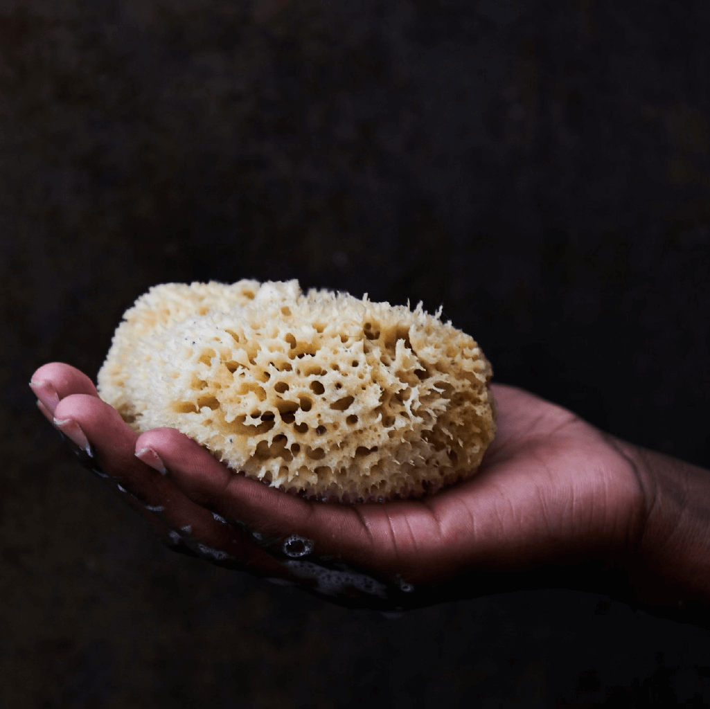 Natural Sea Sponge - Church California